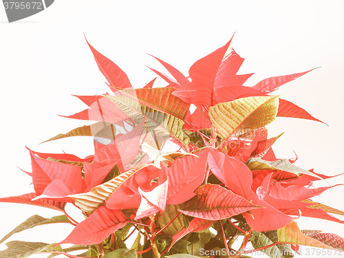 Image of Retro looking Poinsettia Christmas star