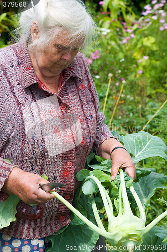 Image of Harvesting