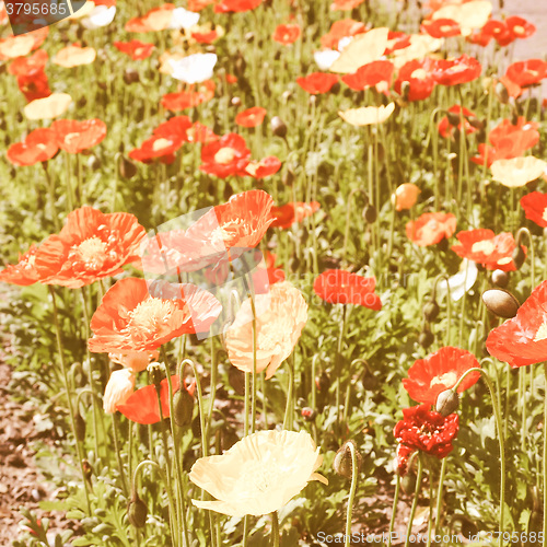 Image of Retro looking Papavers picture