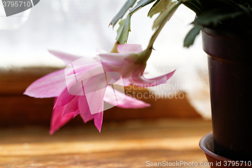 Image of Christmas cactus