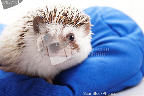 Image of Cute hedgehog