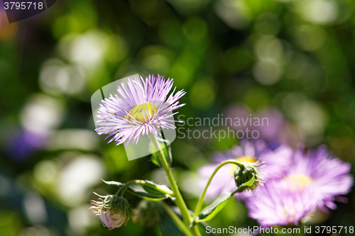 Image of Purple flower