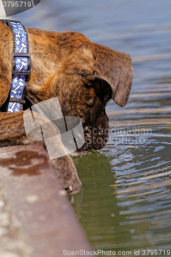 Image of Boxer dog