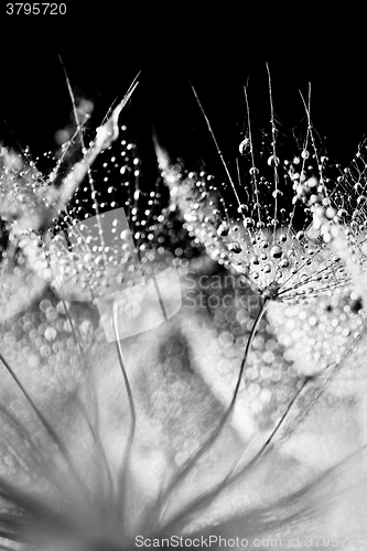 Image of Plant seeds with water drops