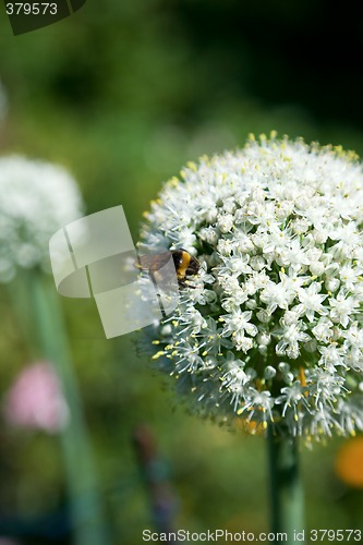 Image of Bumblebee on the blossoming onion