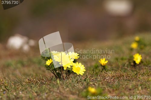 Image of Yellow flower