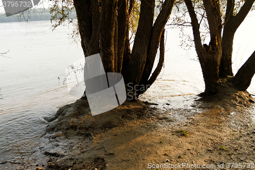 Image of Trees on the coastline