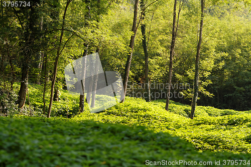 Image of Green park