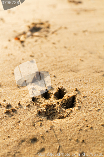 Image of Animal foot print