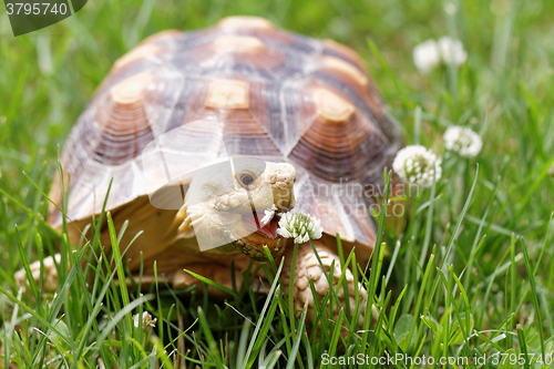 Image of African Spurred Tortoise