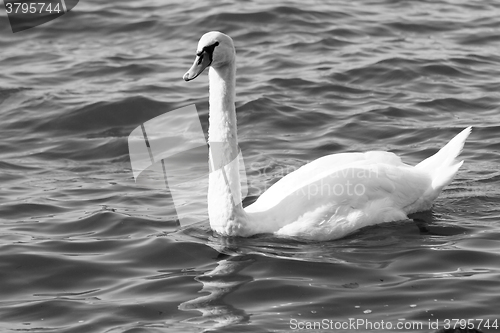 Image of White swan