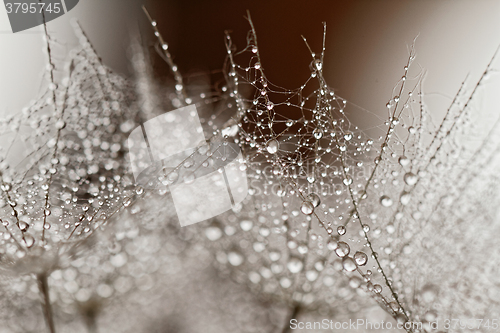 Image of Plant seeds with water drops