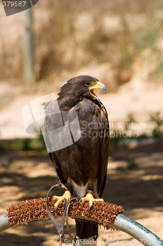 Image of The Falcon