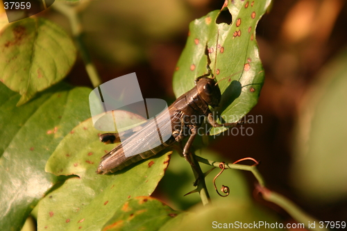 Image of Grasshopper