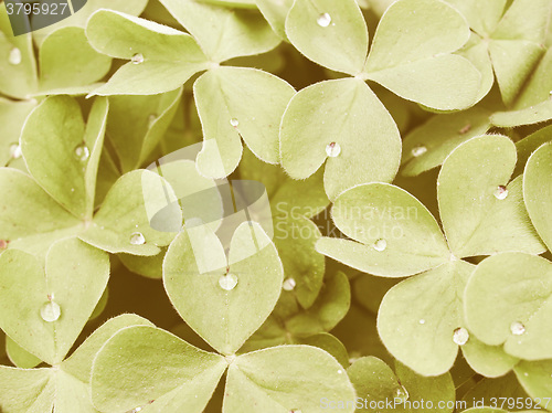 Image of Retro looking Shamrock