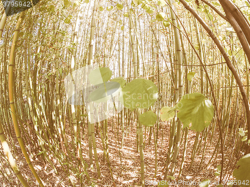 Image of Retro looking Bamboo tree