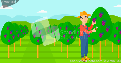 Image of Farmer collecting grapes.