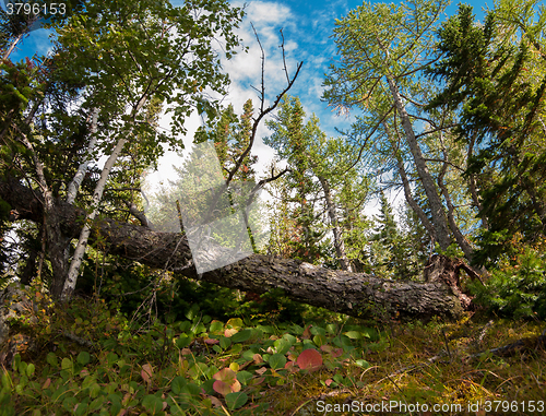 Image of on the mountain in autumn day