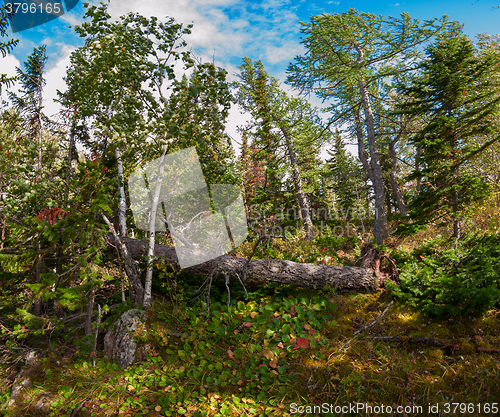 Image of on the mountain in autumn day