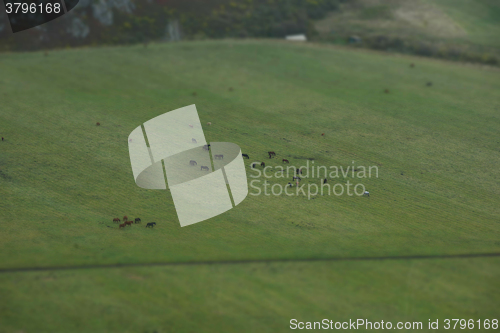 Image of horses on green meadow