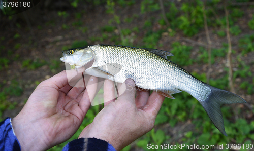Image of Asp (Aspius aspius) Fish in hand fisherman closeup