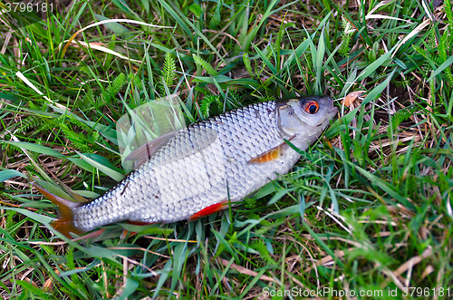 Image of Fish roach (Rutilus rutilus) lies on the grass close up