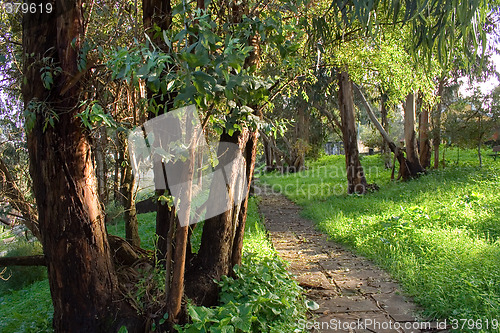 Image of The Tree Path