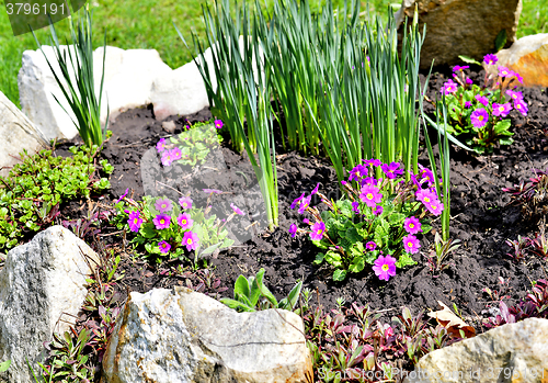 Image of Blooming purple primrose in a flowerbed in spring