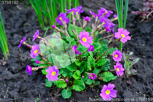 Image of Blooming purple primrose in a flowerbed in spring