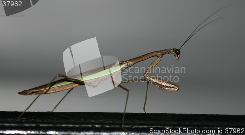 Image of Praying Mantis