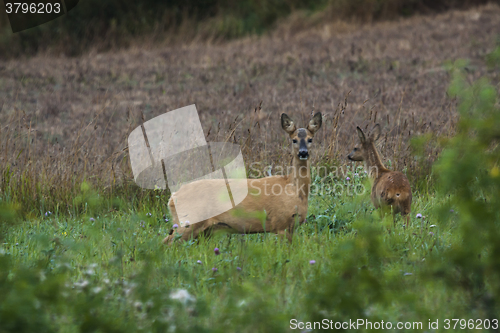 Image of deer