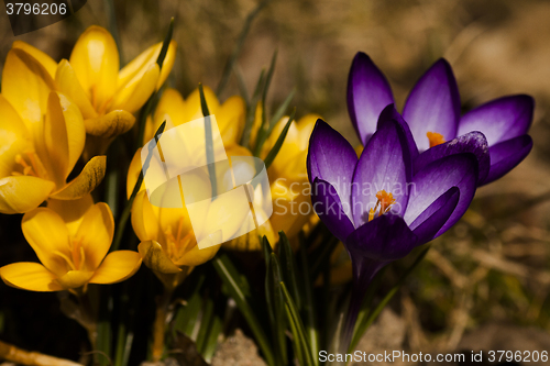 Image of crocus