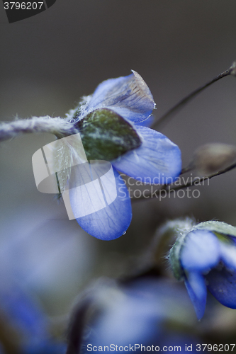 Image of blue anemone