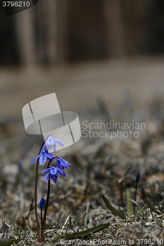 Image of scilla