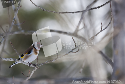 Image of goldfinch