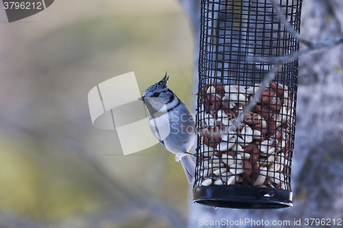 Image of european crested tit