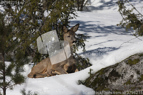 Image of tired roe