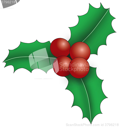 Image of Three holly leaves with berries