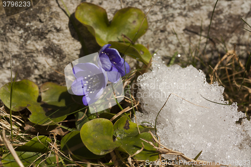 Image of snowed in