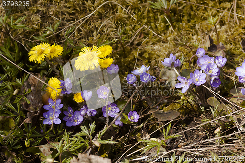 Image of spring flowers