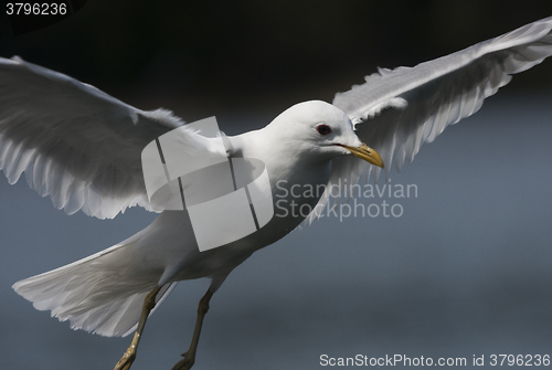 Image of wingspan