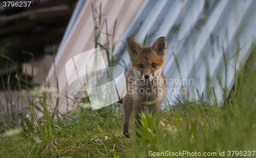 Image of foxcub