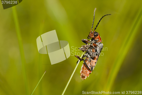 Image of soldier beetle