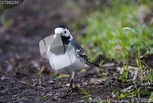 Image of white wagtail