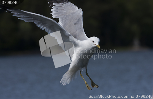 Image of landing