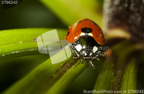 Image of lady bird