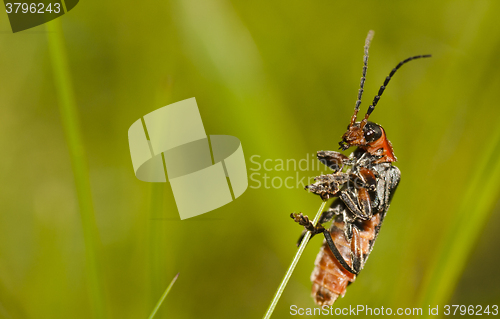 Image of soldier beetle