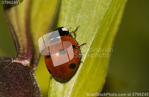 Image of lady bug