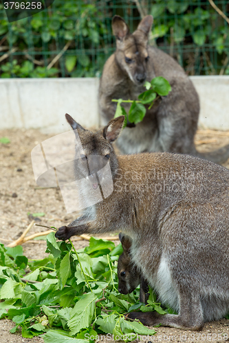 Image of grazzing Red-necked Wallaby