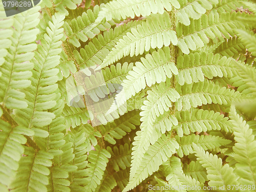 Image of Retro looking Fern picture